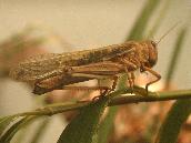 sprinkhaan.JPG