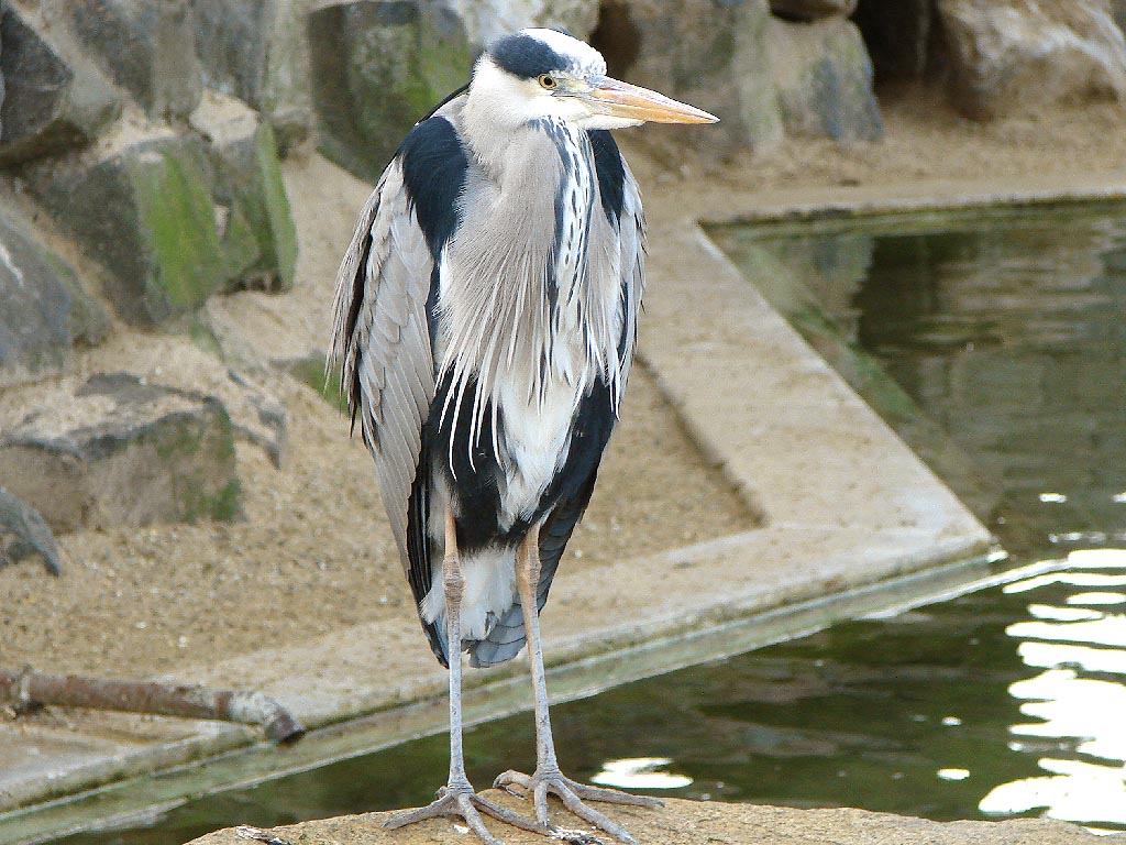 reiger.JPG